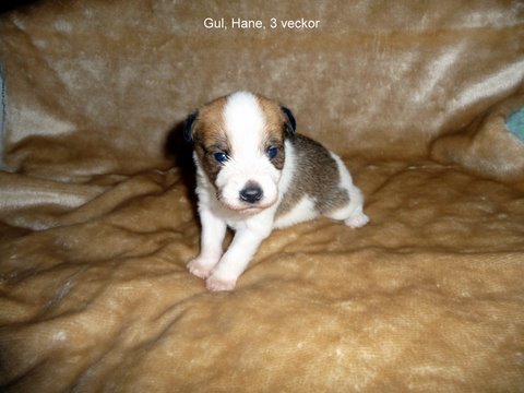 2009-kromipaws-milli-3 veckor2