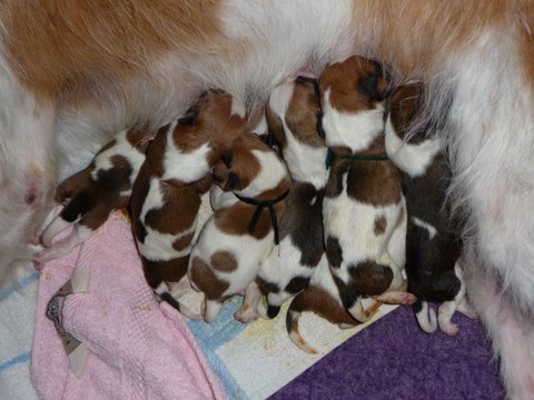2009-kromipaws-milli-nyfödda12