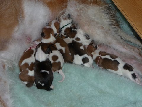 2009-kromipaws-milli-nyfödda8