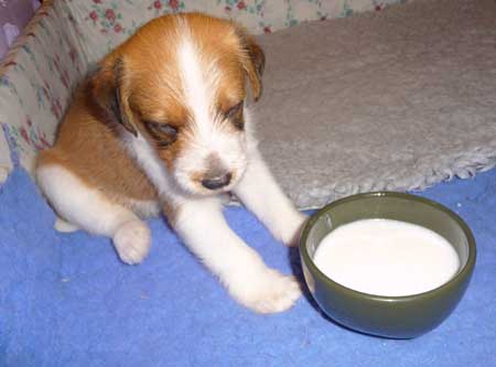 2010-kromipaws-milli-4 veckor-5