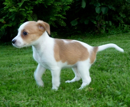 2012-kromipaws-nessie-6 veckor-19