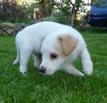 2012-kromipaws-nessie-6 veckor-23