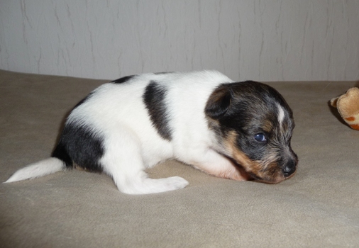 2014-kromipaws-debbi 2-veckor-5