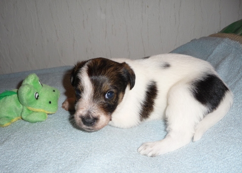 2014-kromipaws-debbi 3-veckor-2