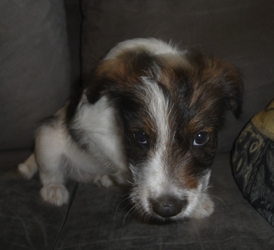 2014-kromipaws-debbi 8-veckor-2