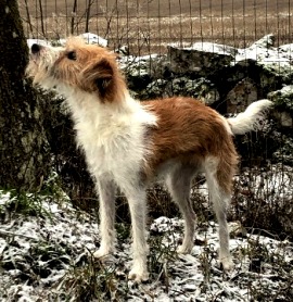 2021-kromipaws-lizzi